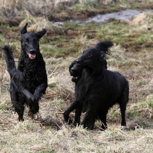 Nenya, Gunnar og Iris, 25. april 2011
